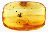 Detailed Fossil Ant (Formicidae) In Baltic Amber #346636-1